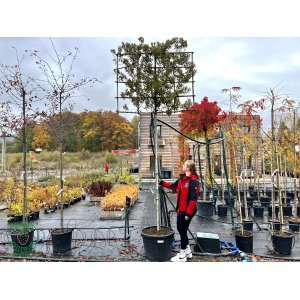Dub cezmínový (Quercus ilex) - výška 350+ cm, kont. C80L, obvod kmeňa 16/18 cm - TVAROVANÁ STENA